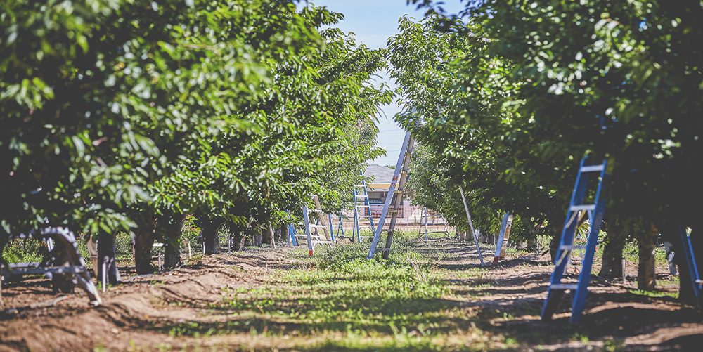 Cherry Trees