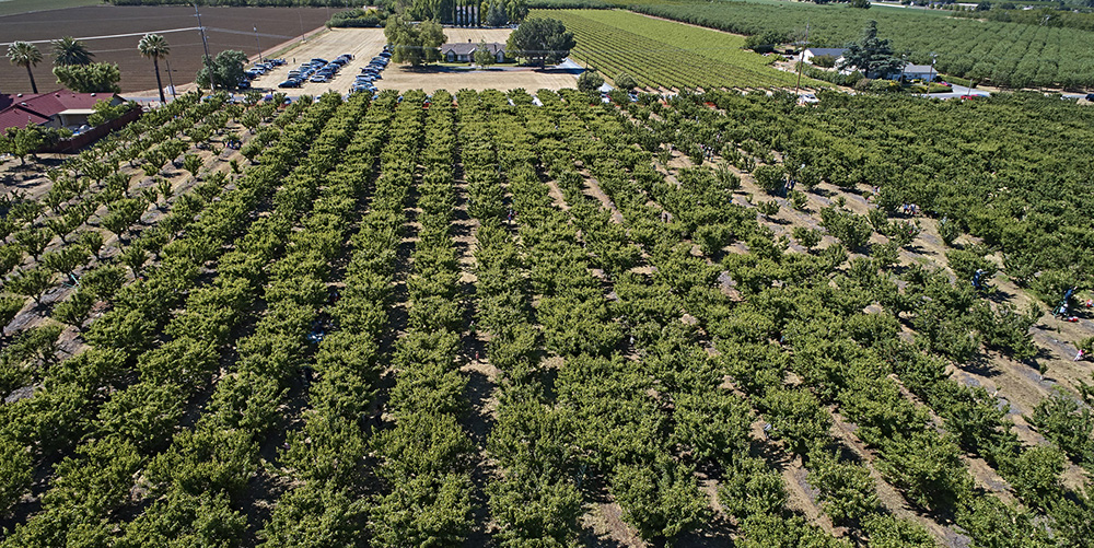 Cherry Trees Top View