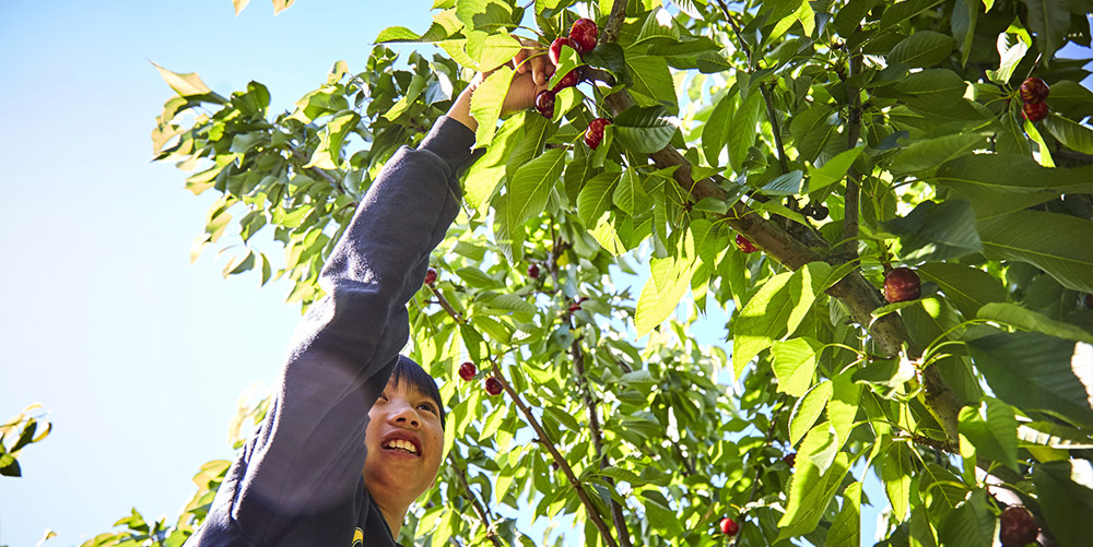 Kid Picking Cherry