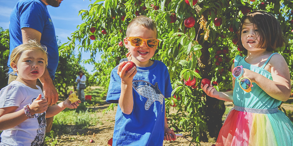 Kid Picking Peaches