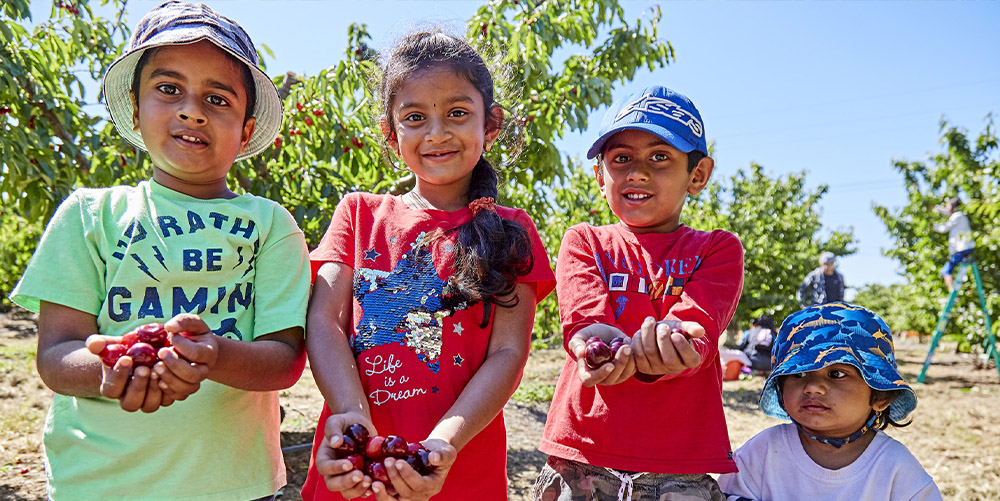 Kids Showing Picked Cherries