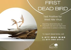 West Nile and Dead Birds News thumbnail