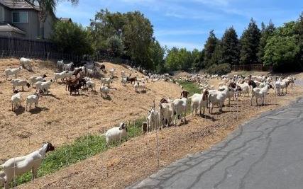 Weed Abatement - Goats